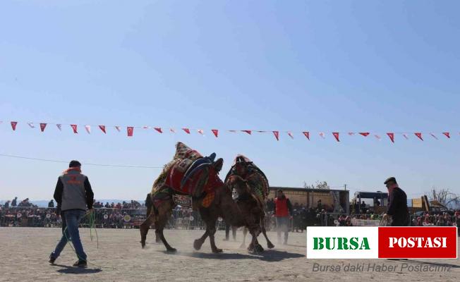 Efeler Deve Güreşi Festivali’ne yoğun ilgi