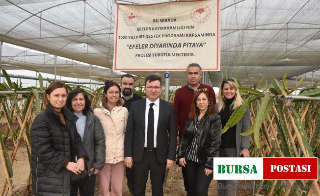 Efeler Kaymakamı Şahin pitaya üreticileri ile görüştü