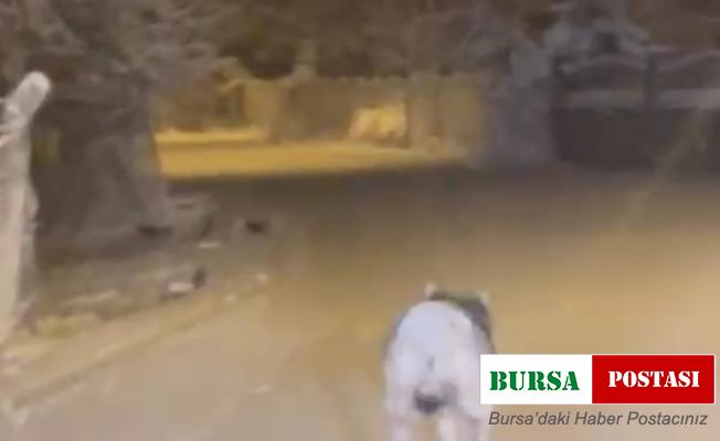 Elazığ’da aç kalan kurt ilçe merkezine indi