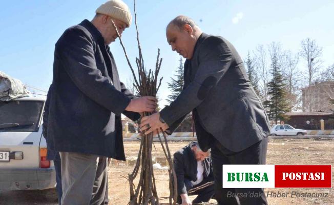Elbistan’da üreticilere 6 bin 300 adet ceviz fidanı dağıtıldı