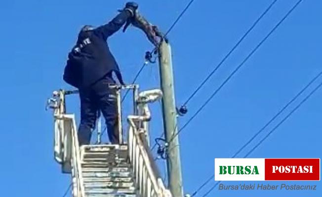 Elektrik direğinde mahsur kalan kedi kurtarıldı