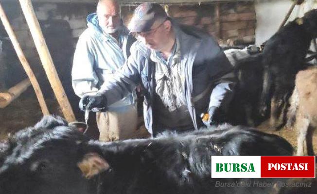 Emet’te ’’Şap’’ aşısı ve küpeleme çalışmaları