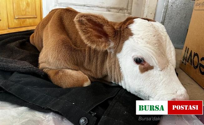 Erken doğan buzağıya evlerinde bebek gibi bakıyorlar