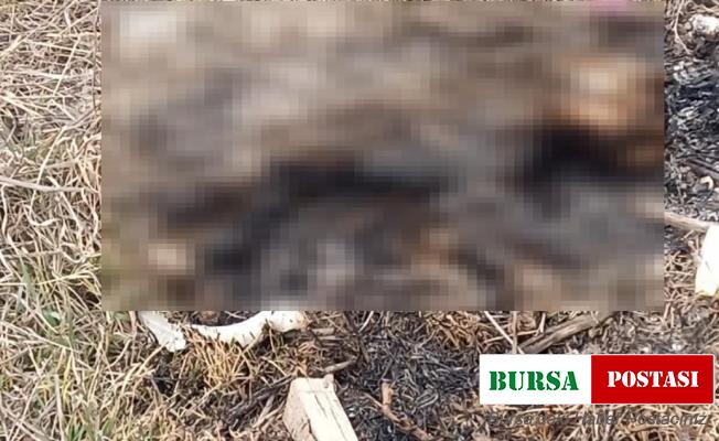Eskişehir’de yanmış kedi cesedi bulundu