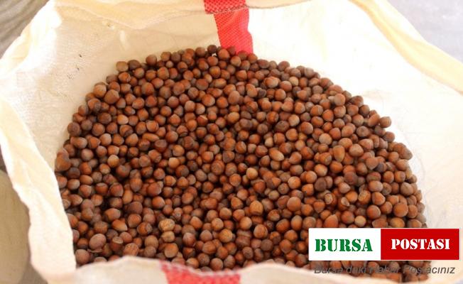 Fındık üreticilerine 70 milyonluk destek