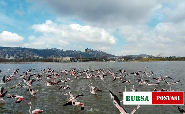 Flamingoların görsel şöleni