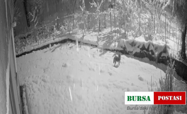 Giresun’da aç kalan kurtlar şehir merkezine indi