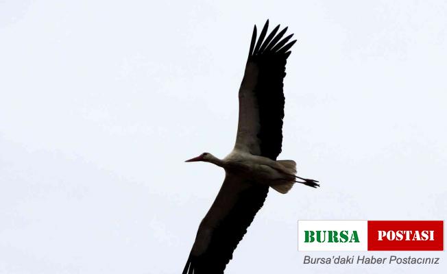 Gökova’nın müdavimleri Leylekler geldi