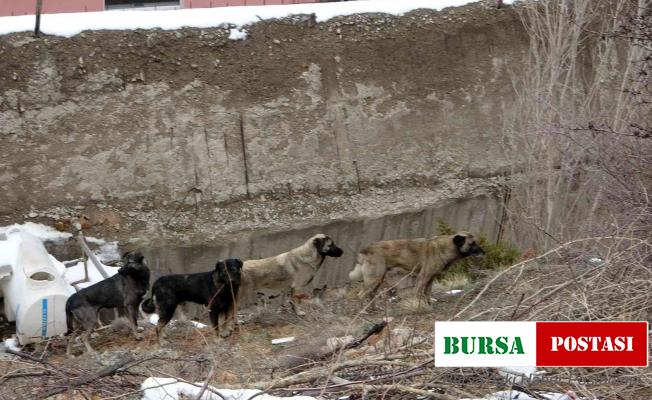 Gümüşhane’de başıboş sokak köpekleri çocukların kabusu oldu