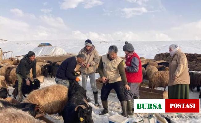 Güroymak’ta hayvanları aşılama çalışması