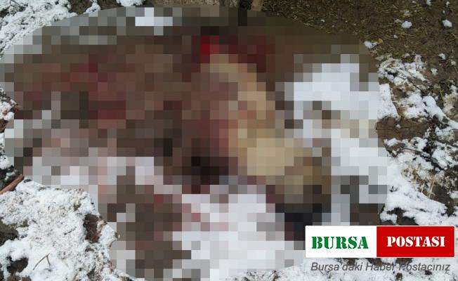 Hakkari’de şehir merkezine inen aç kurtlar köpeği parçaladı