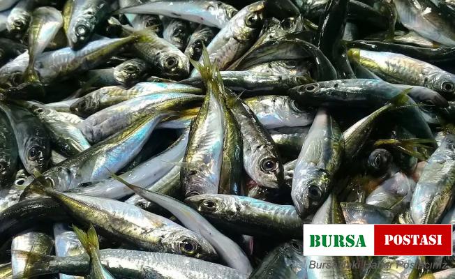 Hamsi bitti, tezgahları istavrit ve mezgit süsledi