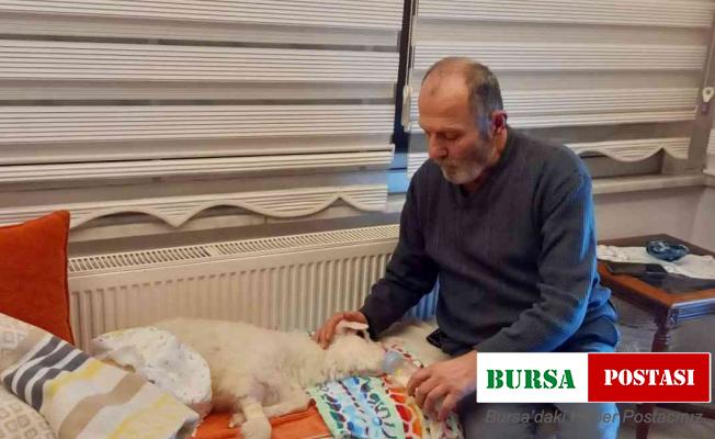 Hastalanan kuzuya evde bebek gibi bakıyorlar
