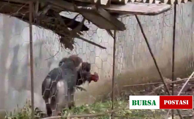 Hatay’da sokak köpeklerinin kümese saldırdığı anlar böyle görüntülendi