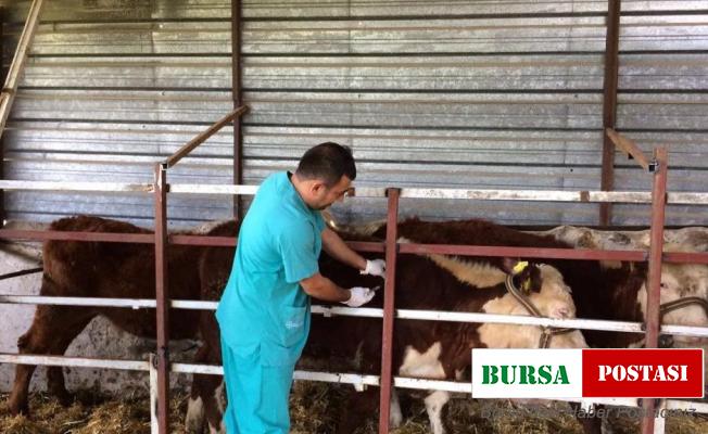 Hayvan hastalıkları ile mücadele sürüyor