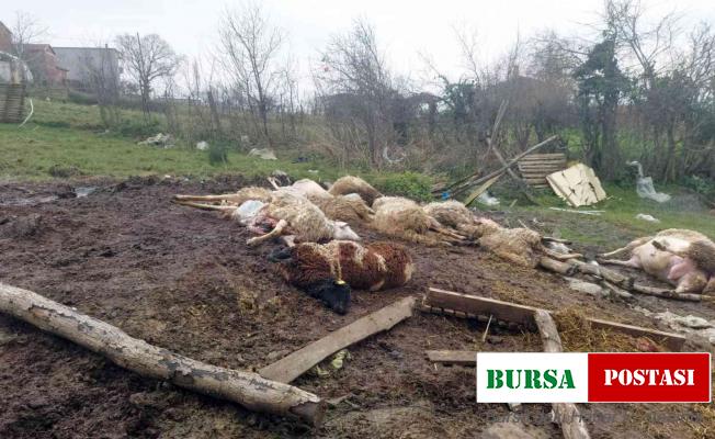 Hayvanlarını ilk defa meraya çıkardı, 21 koyunu telef oldu