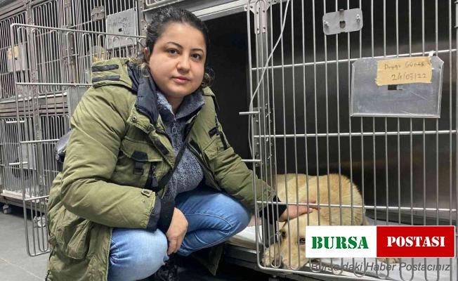 Hemşire sahiplendiği köpeğine çarpan aracın peşini bırakmadı, sürücüden şikayetçi oldu