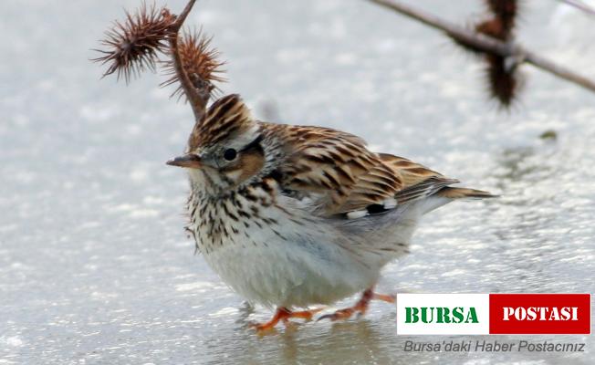 Hersek Lagünü 240 kuş türüne ev sahipliği yapıyor