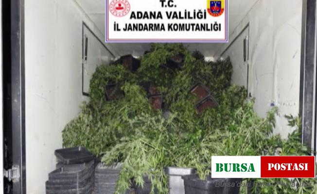 İklimlendirme sistemi ile skunk bitkisi yetiştiren şüpheli yakalandı