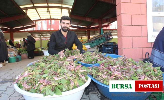 İnebolu’da ’ıspıt’ bolluğu yaşanıyor