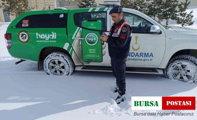 Jandarma yaban hayatı unutmadı