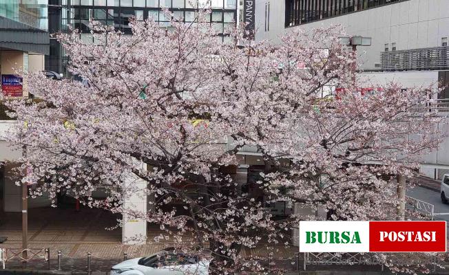 Japonya’da kiraz çiçeği mevsimi başladı