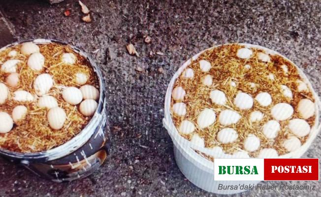 Kaçak sigaraları yumurta kovalarına saklamış