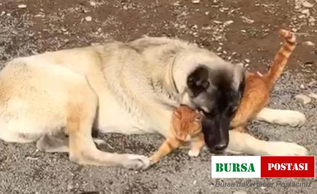 Kangal ile kedinin dostluğu insanlığa örnek oluyor