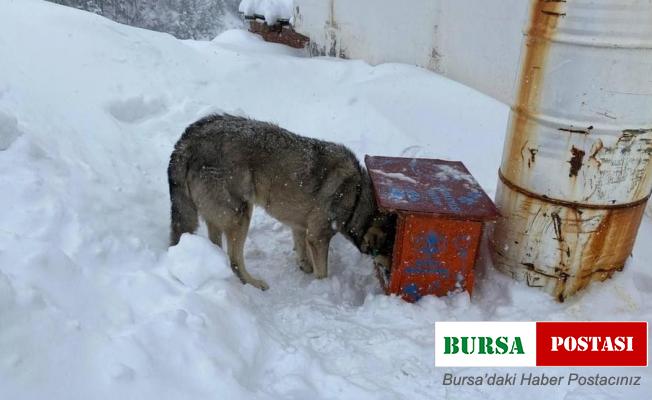 Karda kışta unutulmadılar