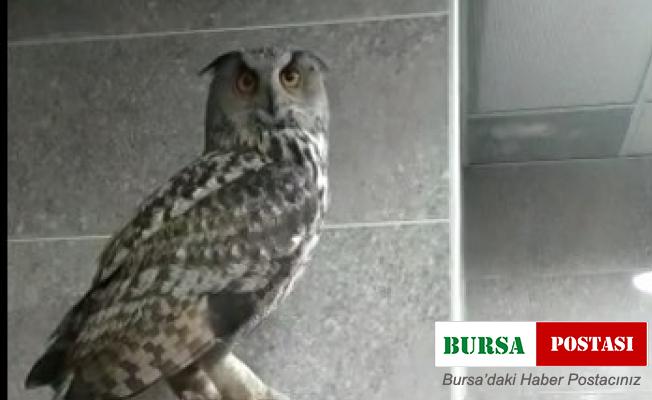 Kargaların saldırdığı baykuş Hakkari Valiliği’ne sığındı