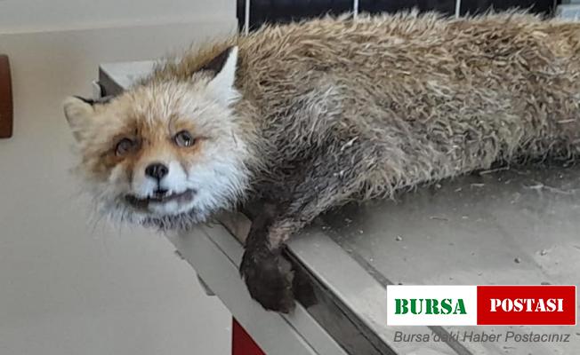 Kars’ta arpa ambarına giren tilki kurtarıldı