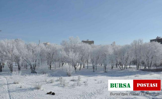 Kars’ta eksi 13’ü gördü, ağaçlar kırağı tuttu