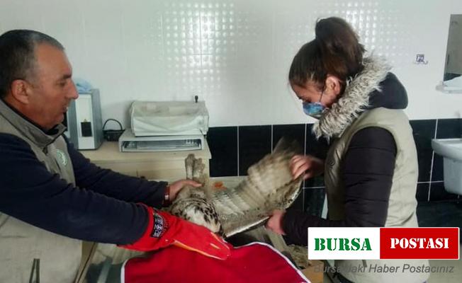 Kars’ta yaralı Puhu tedavi altına alındı