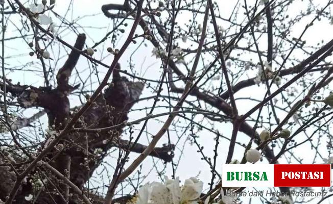 Kastamonu’da çiçek açan ağaçlar görenleri şaşırttı