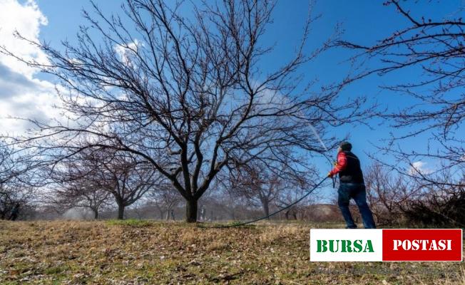 Kayısı üreticilerine don uyarısı