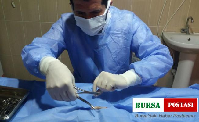 Kazada yaralanan kedi tedavi altına alındı