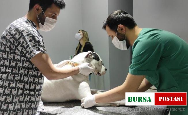 Kedi ve köpekler yılsonuna kadar kayıt altına alınıyor