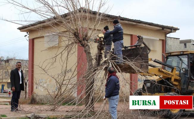 Kilis’te ağaçlar budanıyor
