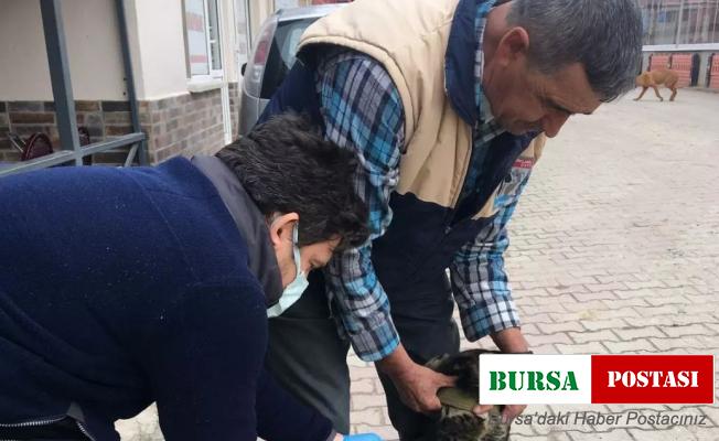 Kırklareli’nde kedi ve köpekler kuduz aşısı uygulanıyor