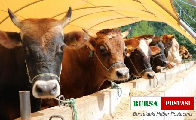 “Kırmızı et fiyatlarının düşmesi için dişi malların kesilmemesi ve girdi maliyetlerinin düşürülmesi gerekir”
