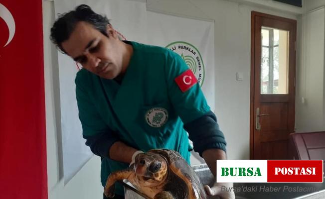 Kıyıya vuran yeşil deniz kaplumbağası kurtarıldı