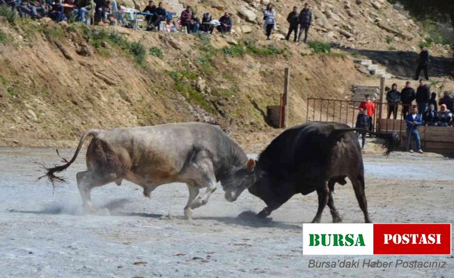 Koçarlı Boğa Güreşi Festivali renkli görüntülere sahne oldu