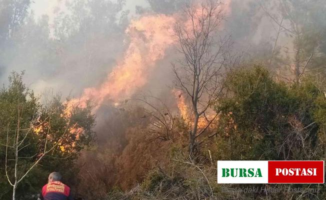 Kontrolden çıkan anız ateşi, ormanlık alana sıçradı