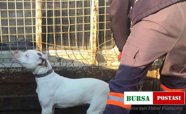 Konya’da başıboş pitbull cinsi köpek yakalanarak barınağına götürüldü