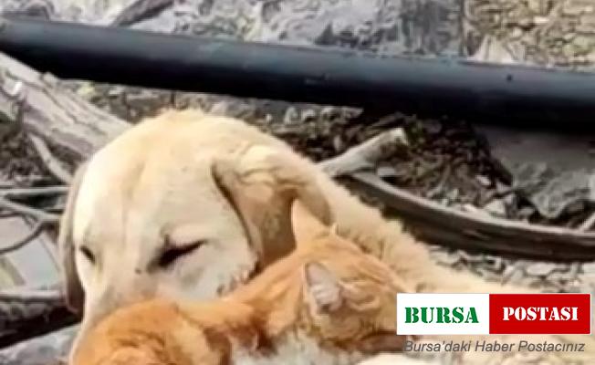 Köpek ve Kedilerin kalpleri ısıtan dostluğu