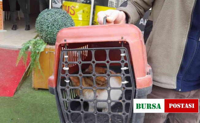 Köpeklerden kaçarken çıktığı ağaçta mahsur kalan kedi kurtarıldı
