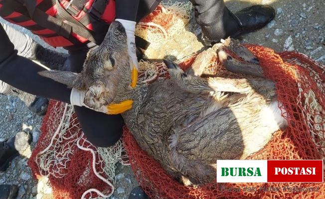 Köpeklerden kaçarken dereye düşen karaca için seferber oldular