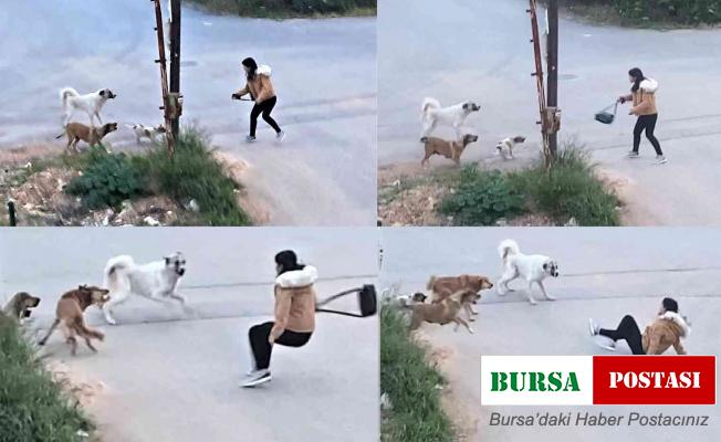 Köpeklerin saldırdığı genç kızın korku dolu anları kamerada