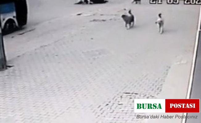 Köpeklerin saldırısından kaçarken aracın altında kalıyordu