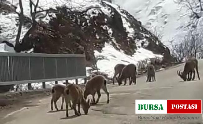 Koruma altındaki dağ keçileri trafiğe indi